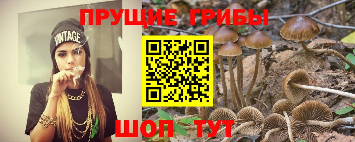 Псилоцибиновые грибы Cubensis Мариинск
